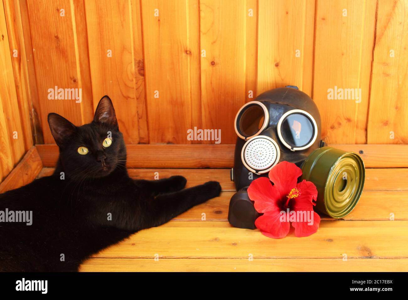 Chat avec masque noir Banque de photographies et d'images à haute  résolution - Alamy