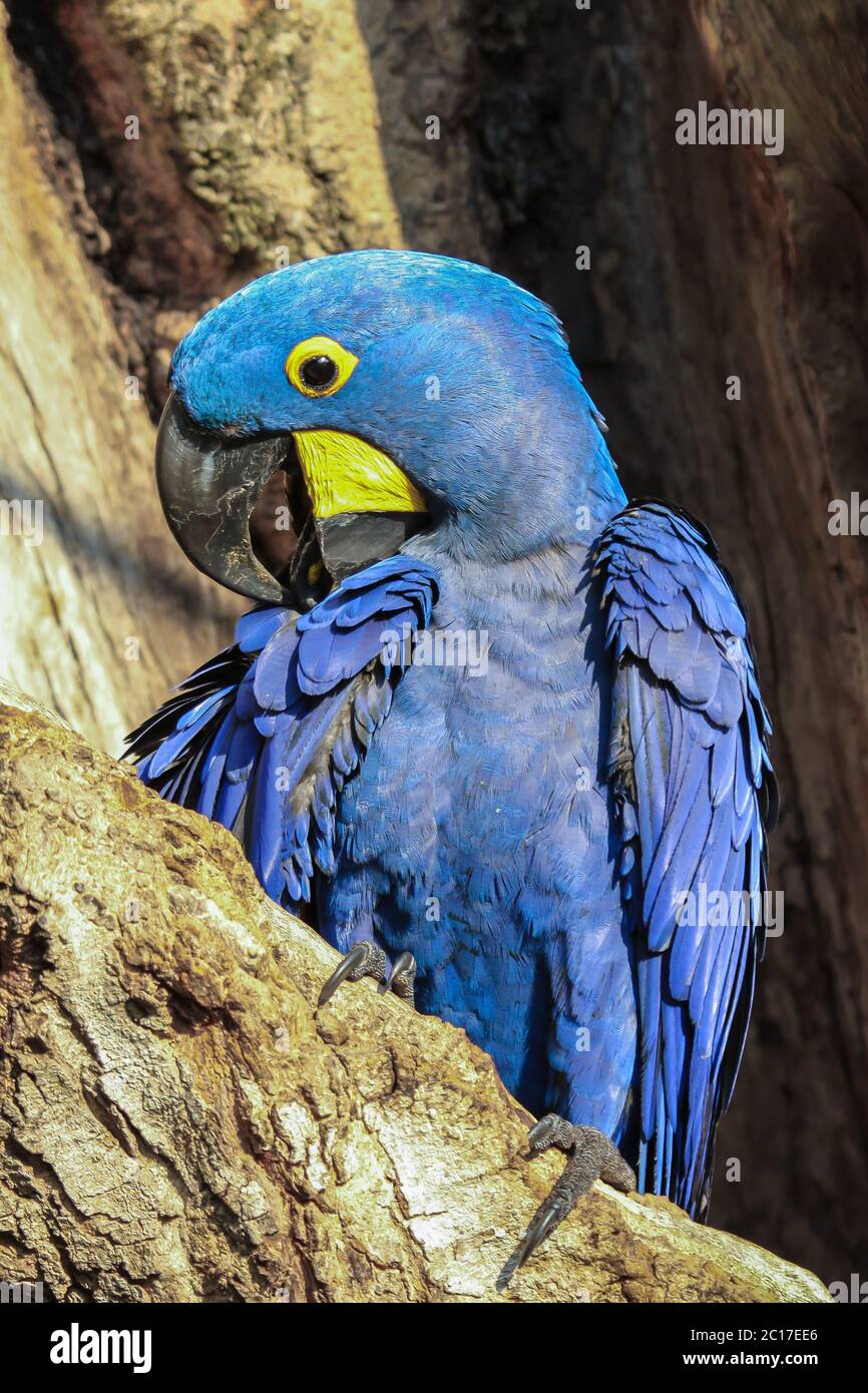 Gros plan d'une impressionnante macaw de jacinthe, Pantanal, Brésil Banque D'Images