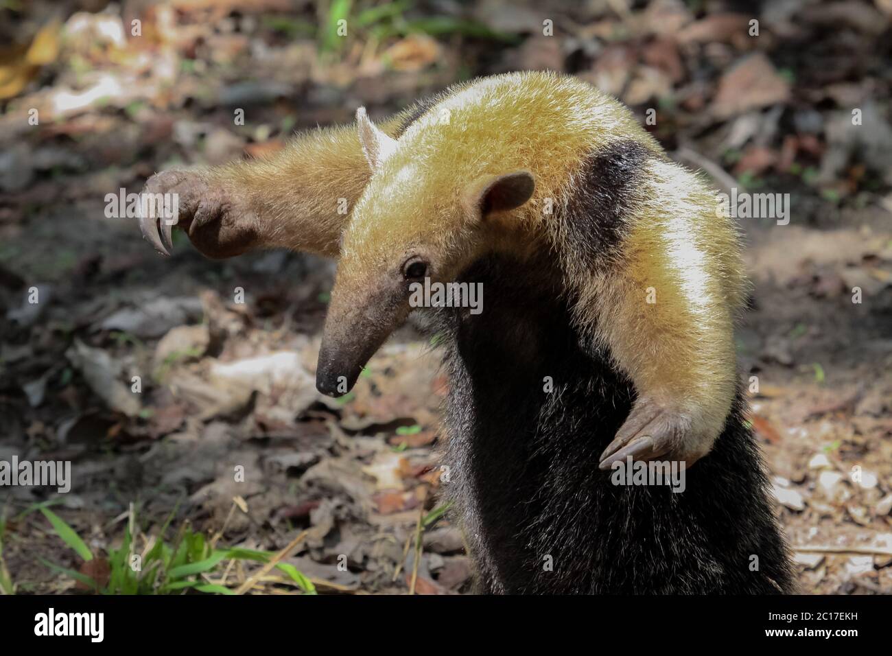 Tamandua du sud sur le terrain dans l'attitude défensive, Pantanal, Brésil Banque D'Images