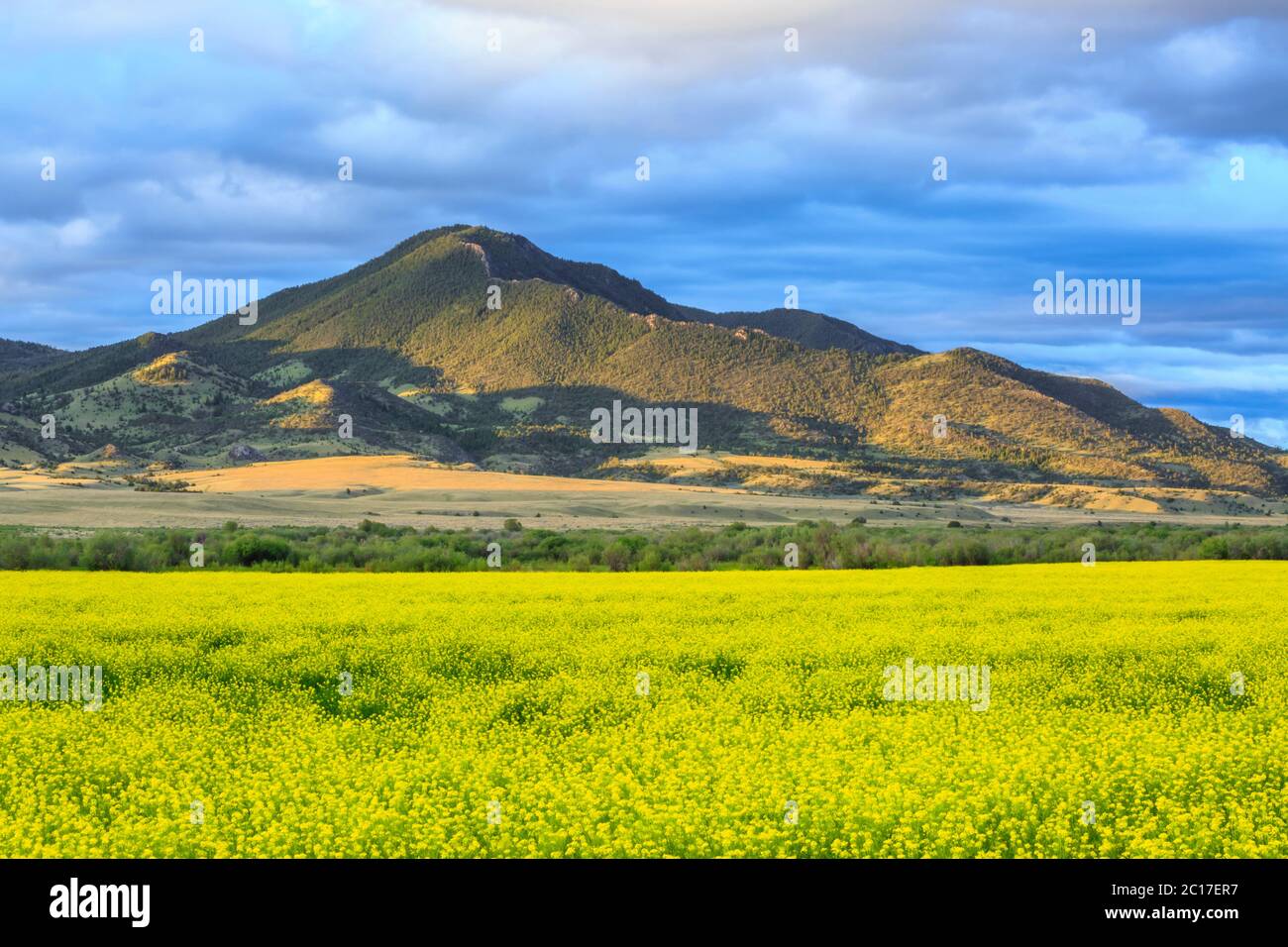 champ de canola sous la montagne doherty dans la vallée de la rivière boulder près de cardwell, montana Banque D'Images