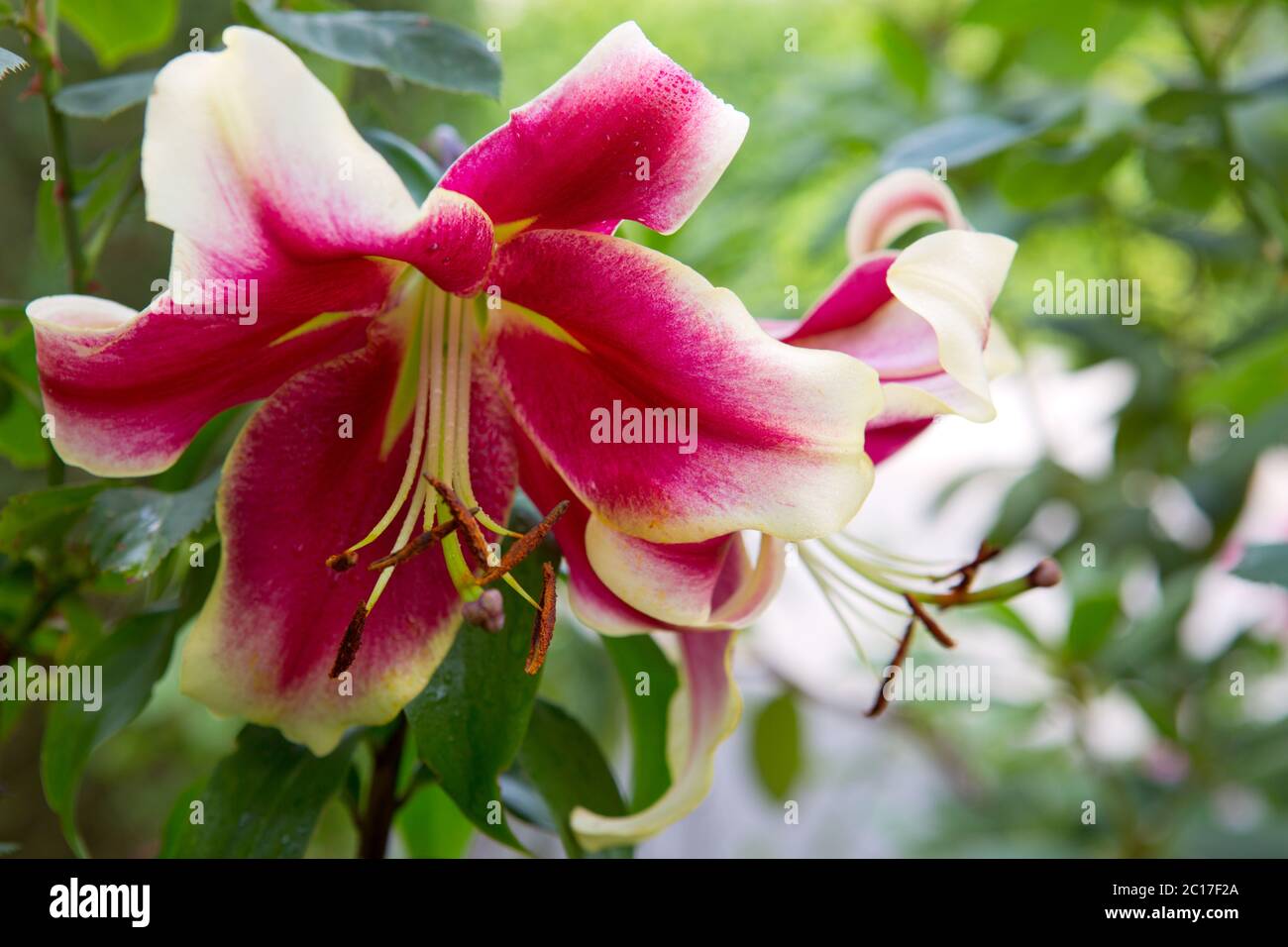 Fleurs de Lily isolées sur un vert . Banque D'Images