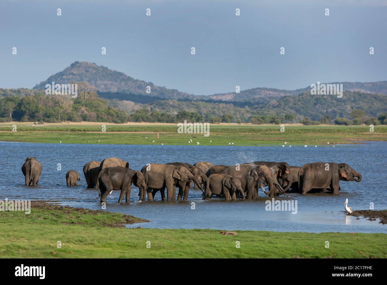 Un troupeau d'éléphants sauvages se baignant dans le réservoir (réservoir artificiel) du parc national de Méneriya au Sri Lanka. Banque D'Images