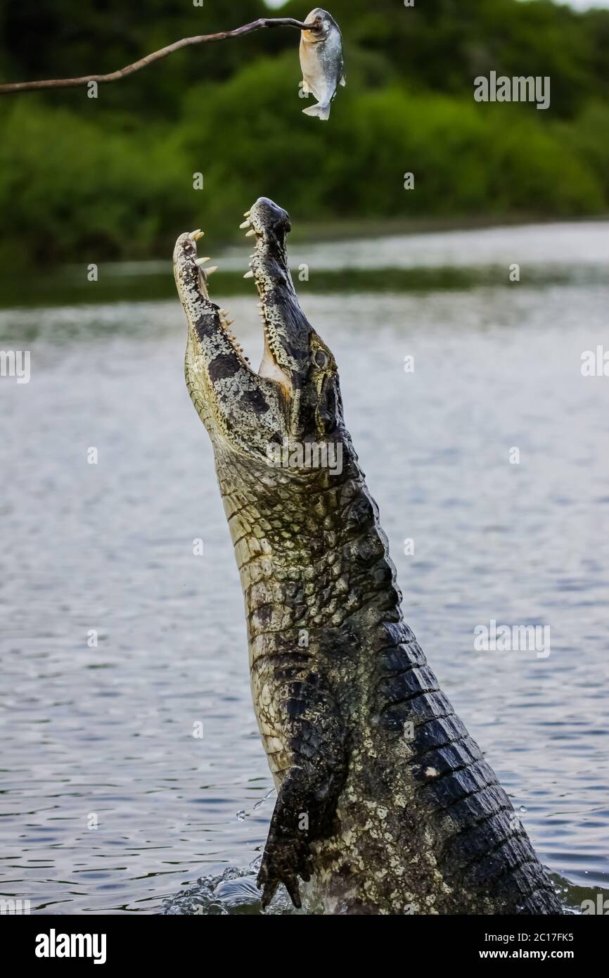 Caiman noir sautant de l'eau d'obtenir des appâts, Pantanal, Brésil Banque D'Images