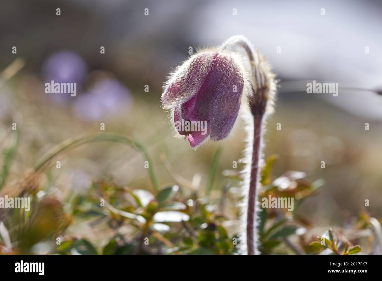 Pulsatilla vulgaris Pasqueflower famille des buttercup Ranunculaceae Anemone Banque D'Images