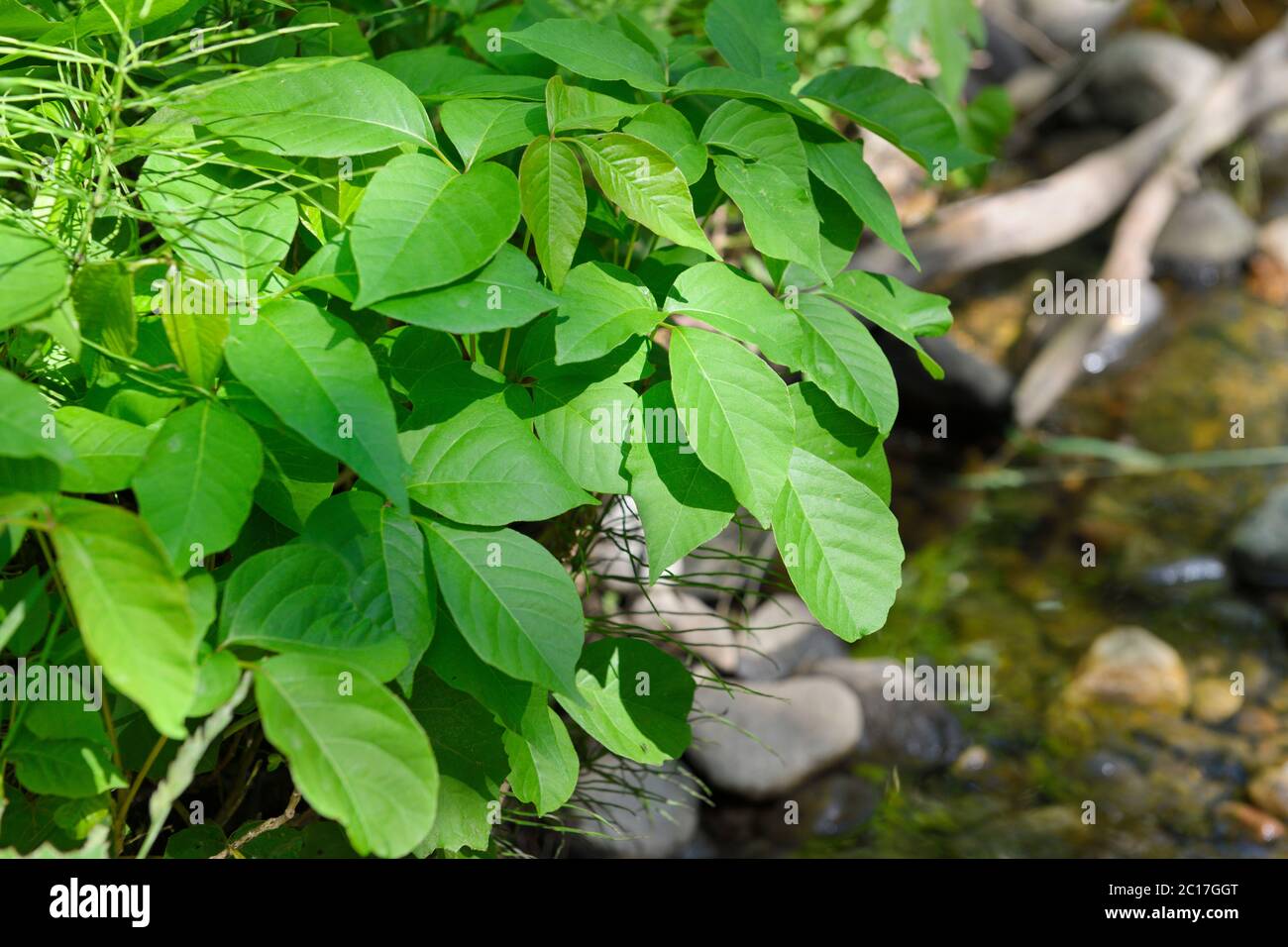 Gros plan sur les feuilles de poison Ivy, une mauvaise herbe nocive, à côté de Lovers Creek, à Barrie, en Ontario Banque D'Images