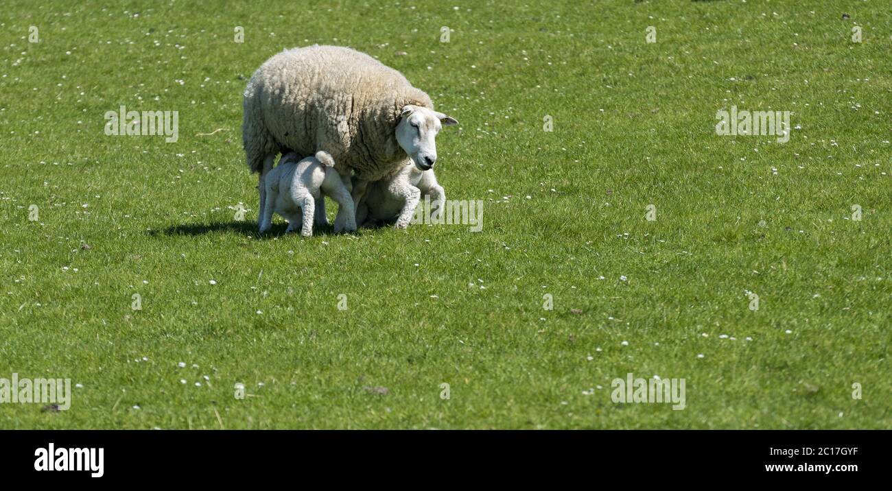 la jeune génération Banque D'Images