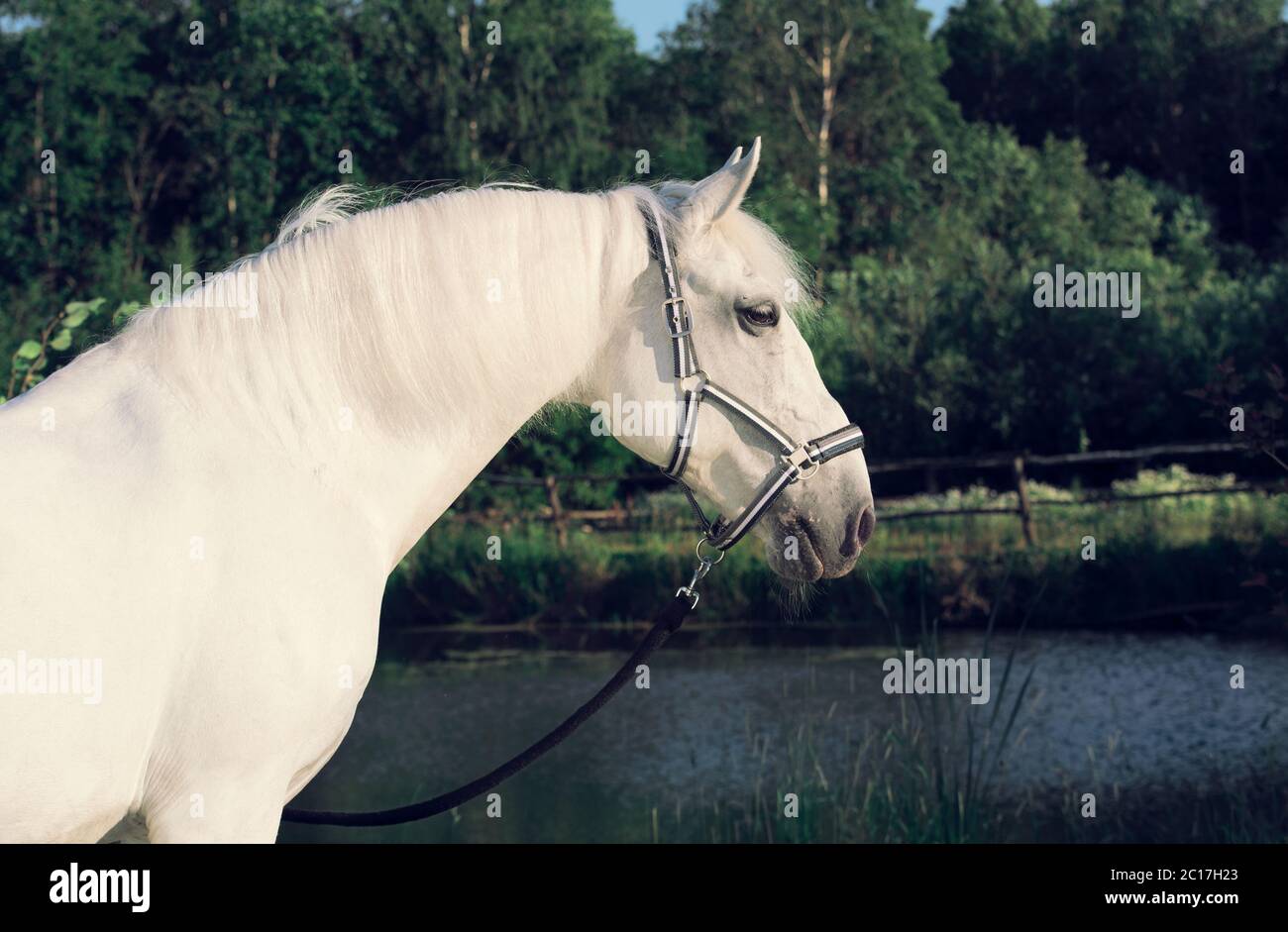 Portrait du cheval Lipizzan à fond du lac Banque D'Images