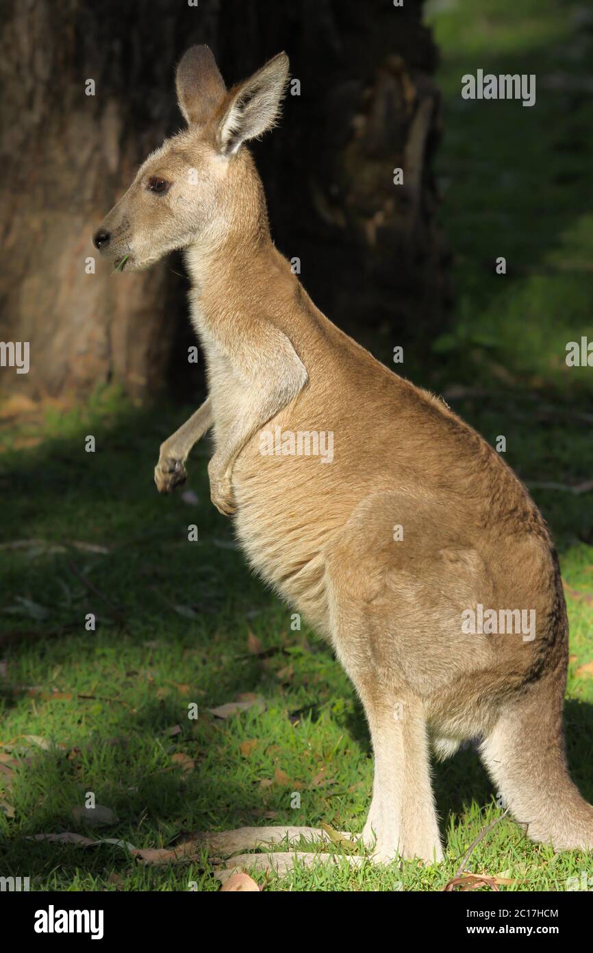 Joli visage ou wallaby coureur dans la lumière du soleil, profil, Carnarvon Gorge, Queensland, Australie Banque D'Images