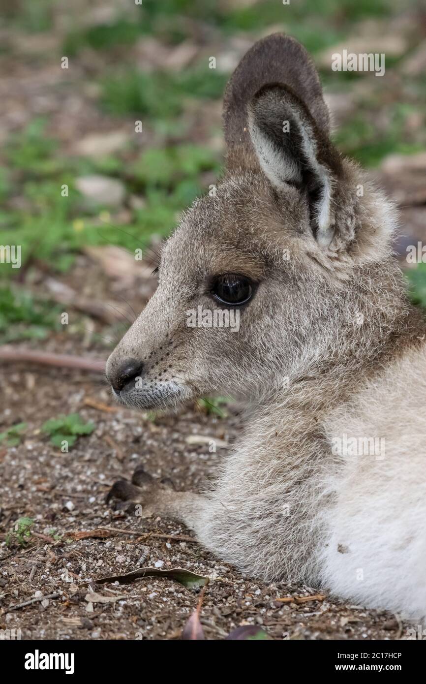 Close up d'un kangourou gris de l'Est, le Parc National de Girraween, profil, Queensland, Australie Banque D'Images