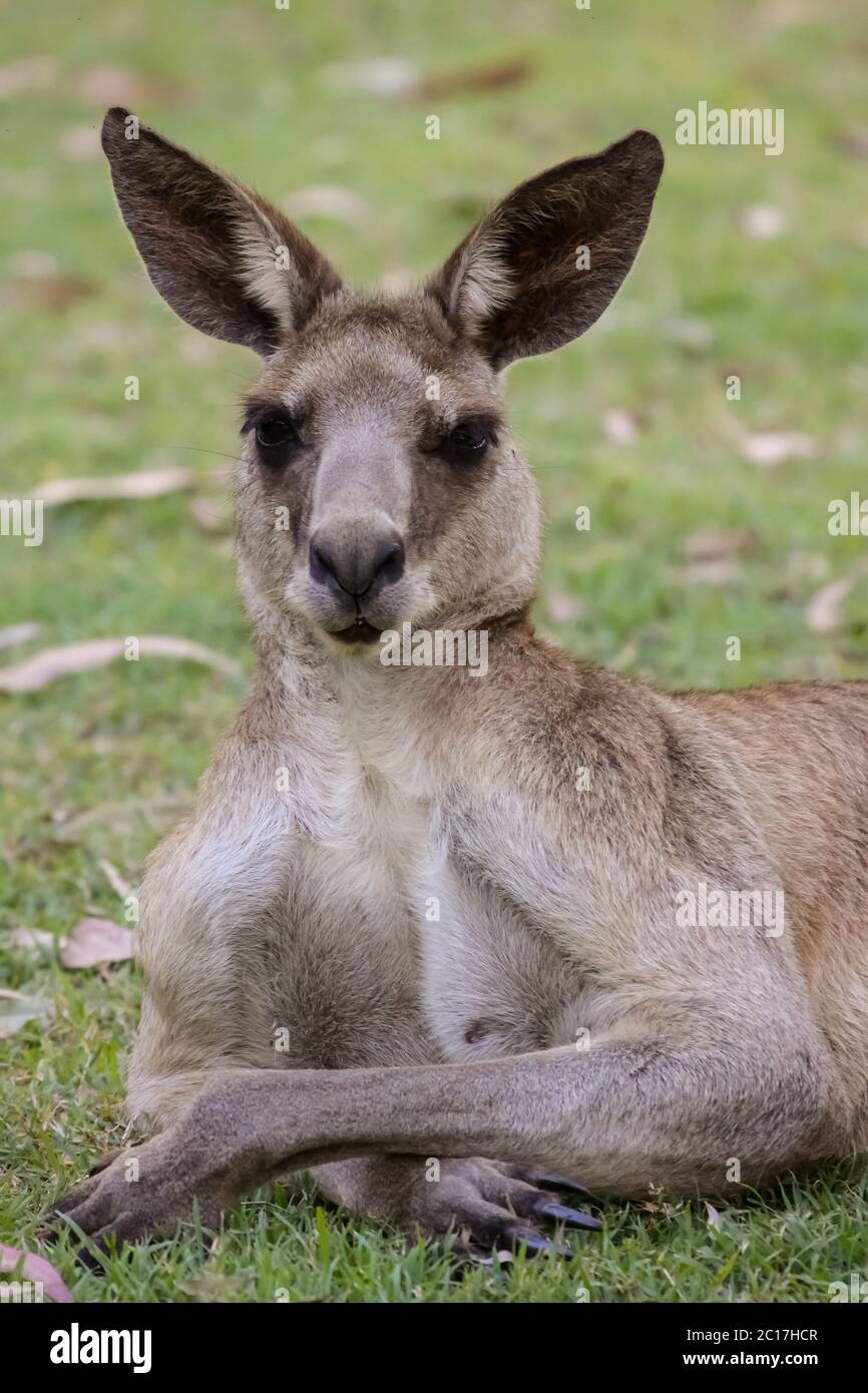 Joli visage ou wallaby coureur dans l'herbe au repos, en face, Carnarvon Gorge, Queensland, Australie Banque D'Images