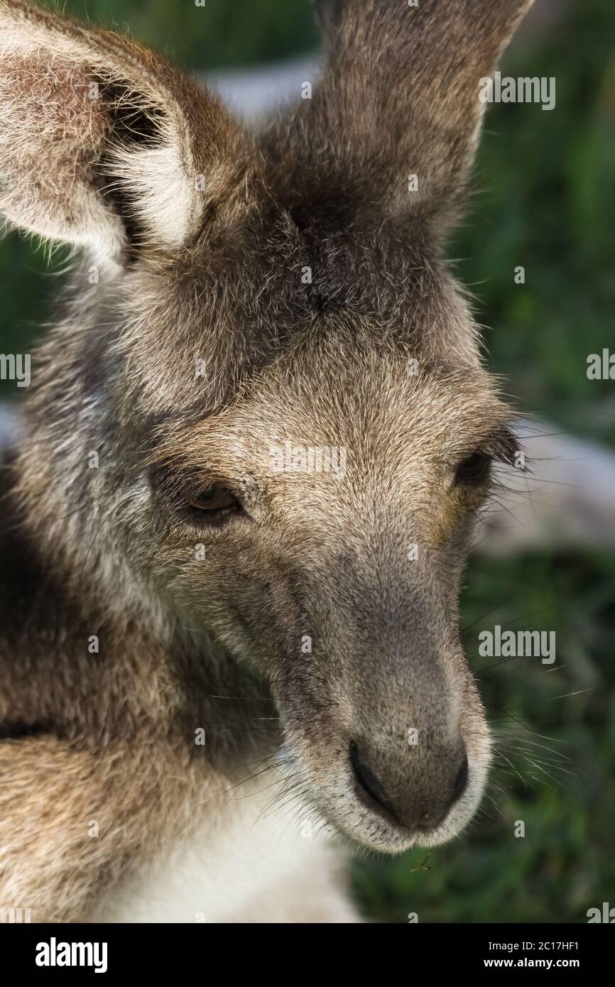 Portrait d'un joli visage ou d'un wallaby de queue de cheval reposant dans l'herbe, gorge de Carnarvon, Queensland, Aus Banque D'Images