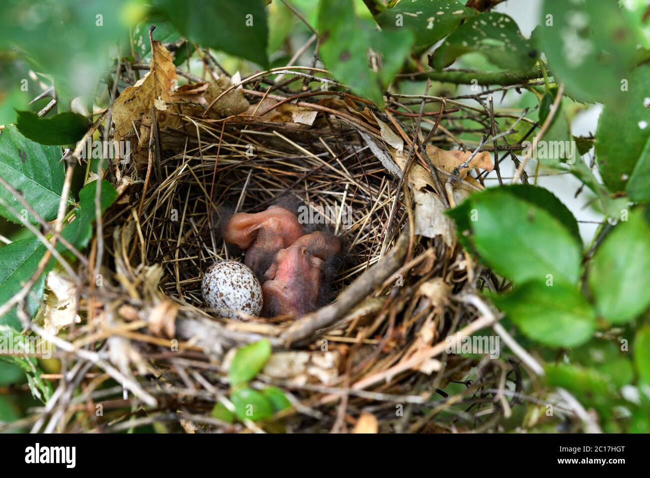 Les cardinaux nouveau-nés dans leur nid et leur œuf Banque D'Images