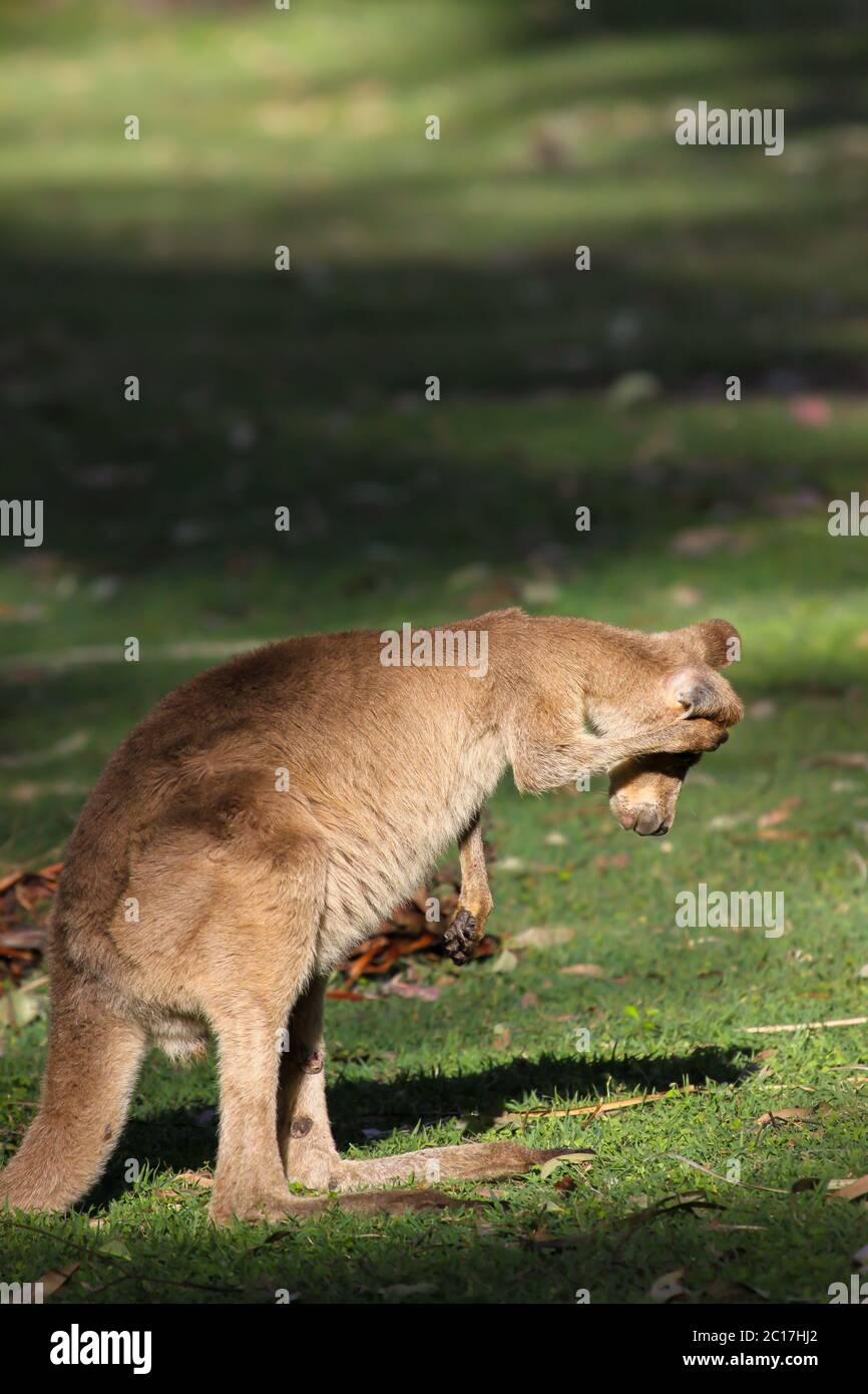Joli visage ou wallaby coureur de se gratter les oreilles, Carnarvon Gorge, Queensland, Australie Banque D'Images