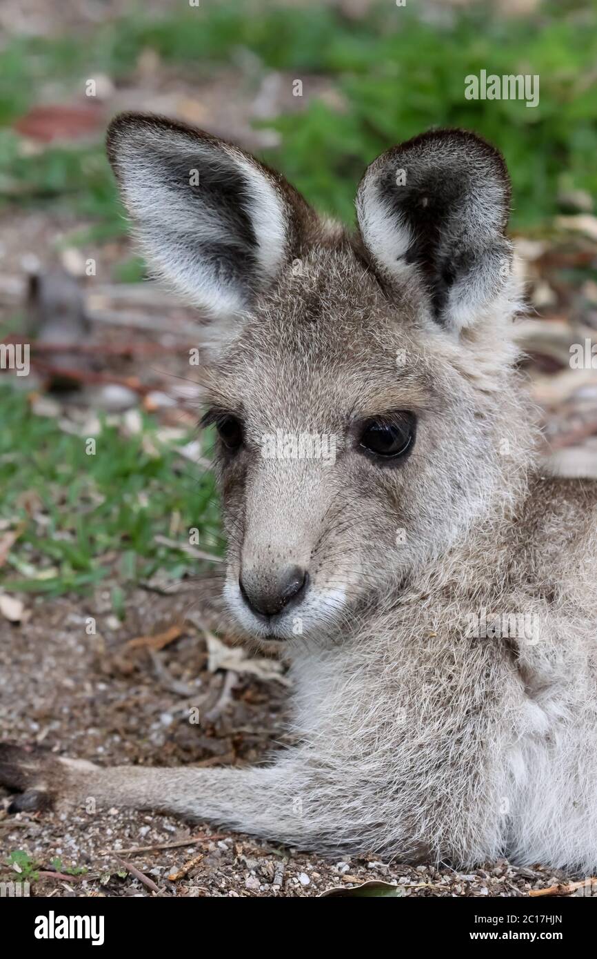 Close up d'un kangourou gris de l'Est, en face, le Parc National de Girraween, Queensland, Australie Banque D'Images