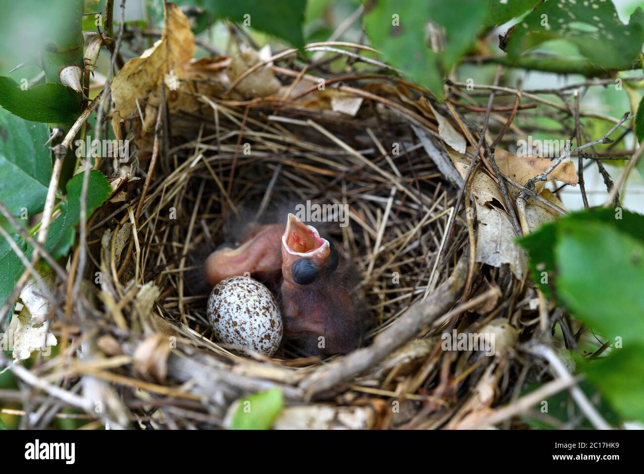 Les cardinaux nouveau-nés dans leur nid et leur œuf Banque D'Images