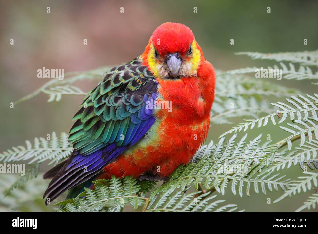 Gros plan d'une rosella occidentale colorée perçant sur les feuilles, parc national de Gloucester, Australie occidentale Banque D'Images