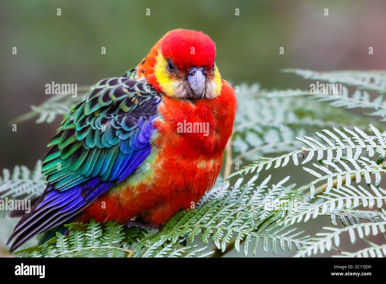 Gros plan d'une rosella occidentale colorée perçant sur les feuilles, parc national de Gloucester, Australie occidentale Banque D'Images