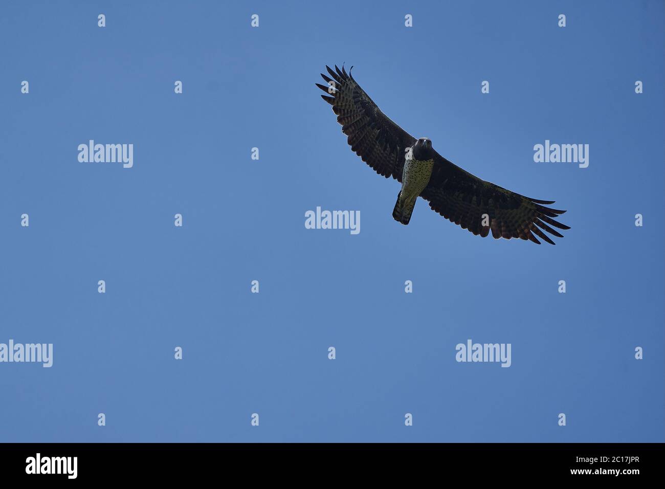 Aigle martial Polemaetus bellicosus Grande Afrique subsaharienne espèce de la sous-famille Aquillinae de l'aigle Ã queue Banque D'Images
