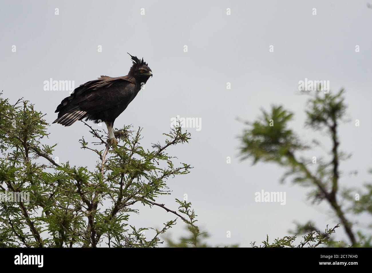 Aigle couronné Aigle africain couronné aigle faucon Stephanoaetus coronatus Lake Nakuru Kenya Banque D'Images