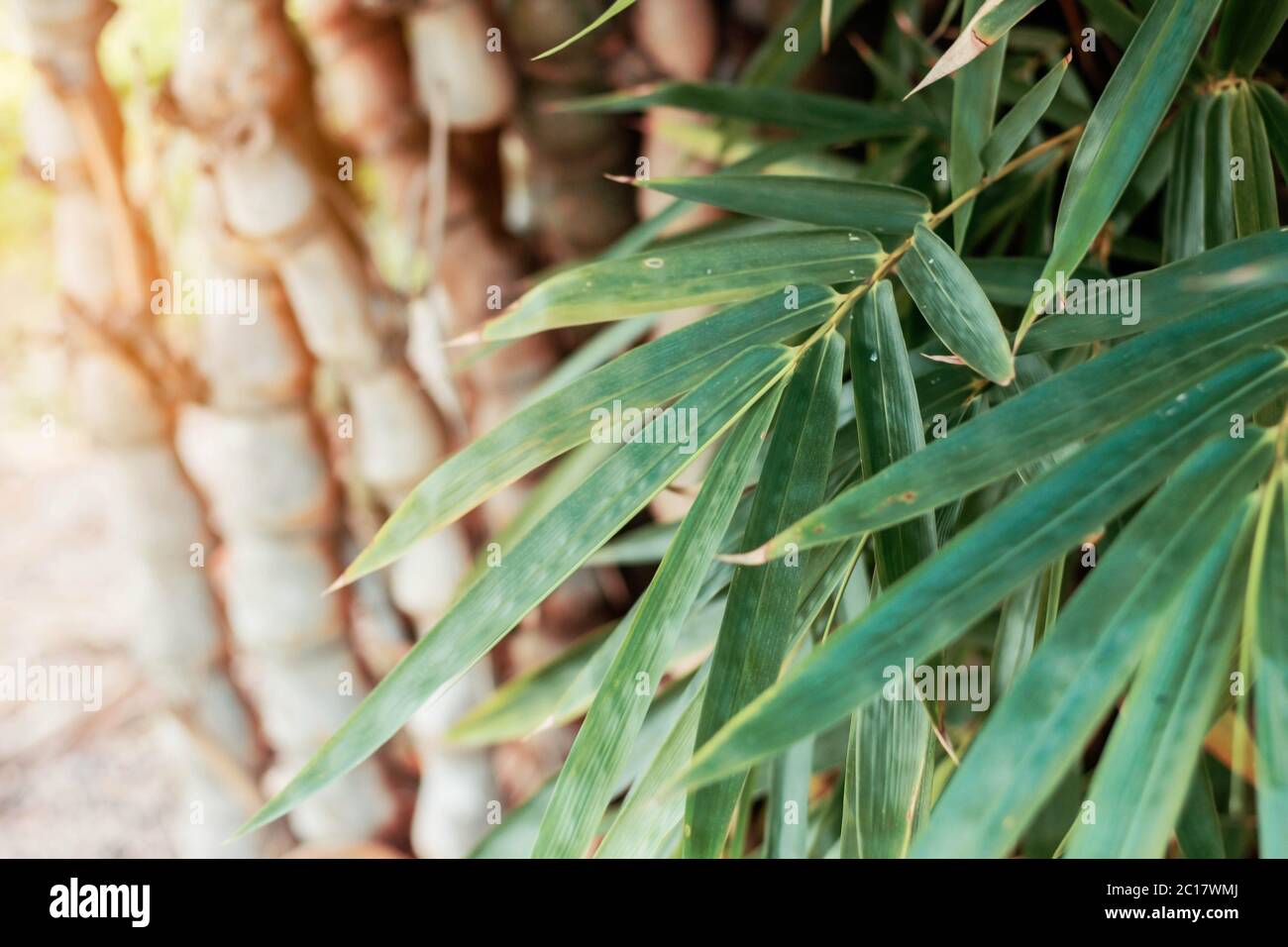 Feuilles de bambou avec la nature. Banque D'Images