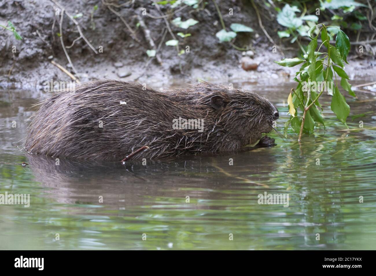 European Beaver eurasien Casting Fibre Portrait River Banque D'Images