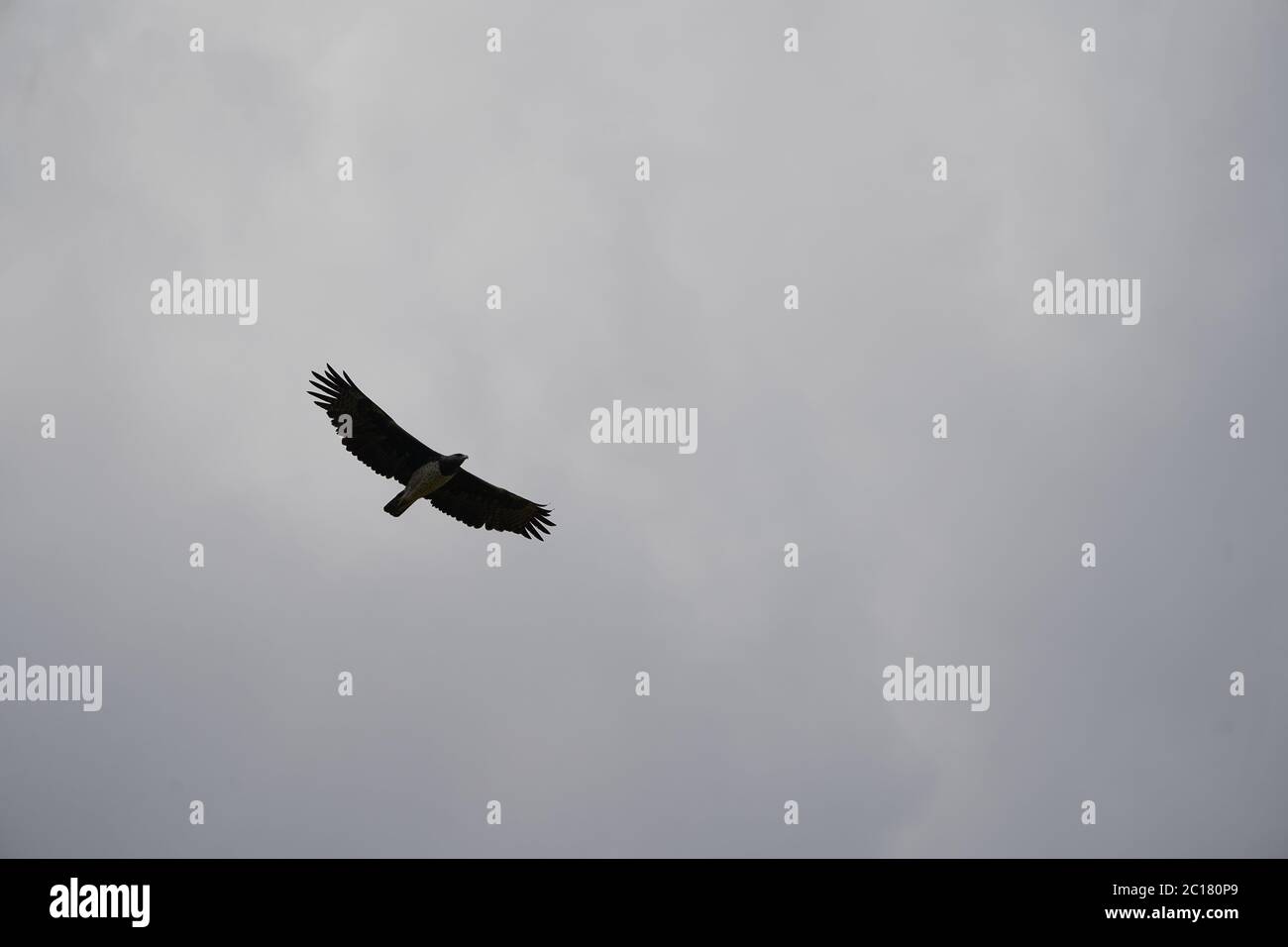 Aigle martial Polemaetus bellicosus Grande Afrique subsaharienne espèce de la sous-famille Aquillinae de l'aigle Ã queue Banque D'Images