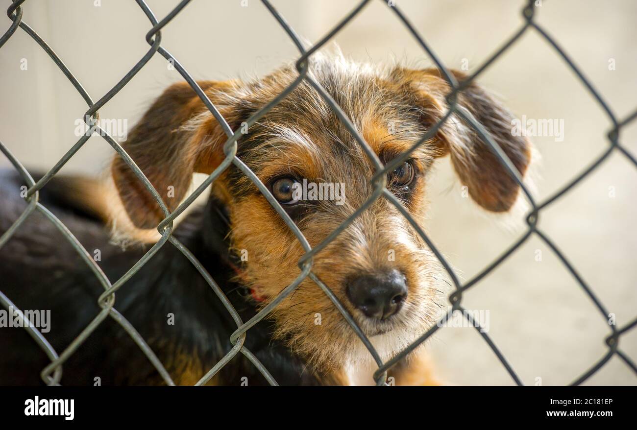 Un chien de sauvetage à un abri pour animaux regarde à travers la clôture Banque D'Images
