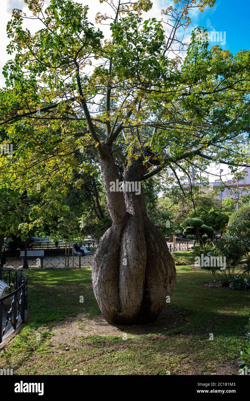Soie de soie de soie (Ceiba speciosa) arbre dans Parque Genoves, Cadix, Espagne Banque D'Images