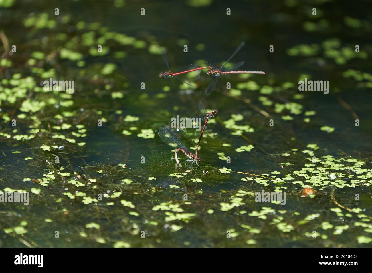 Grand couple de couples de pyrrrrhosoma nymphula damselflies Coenagrionidae Banque D'Images
