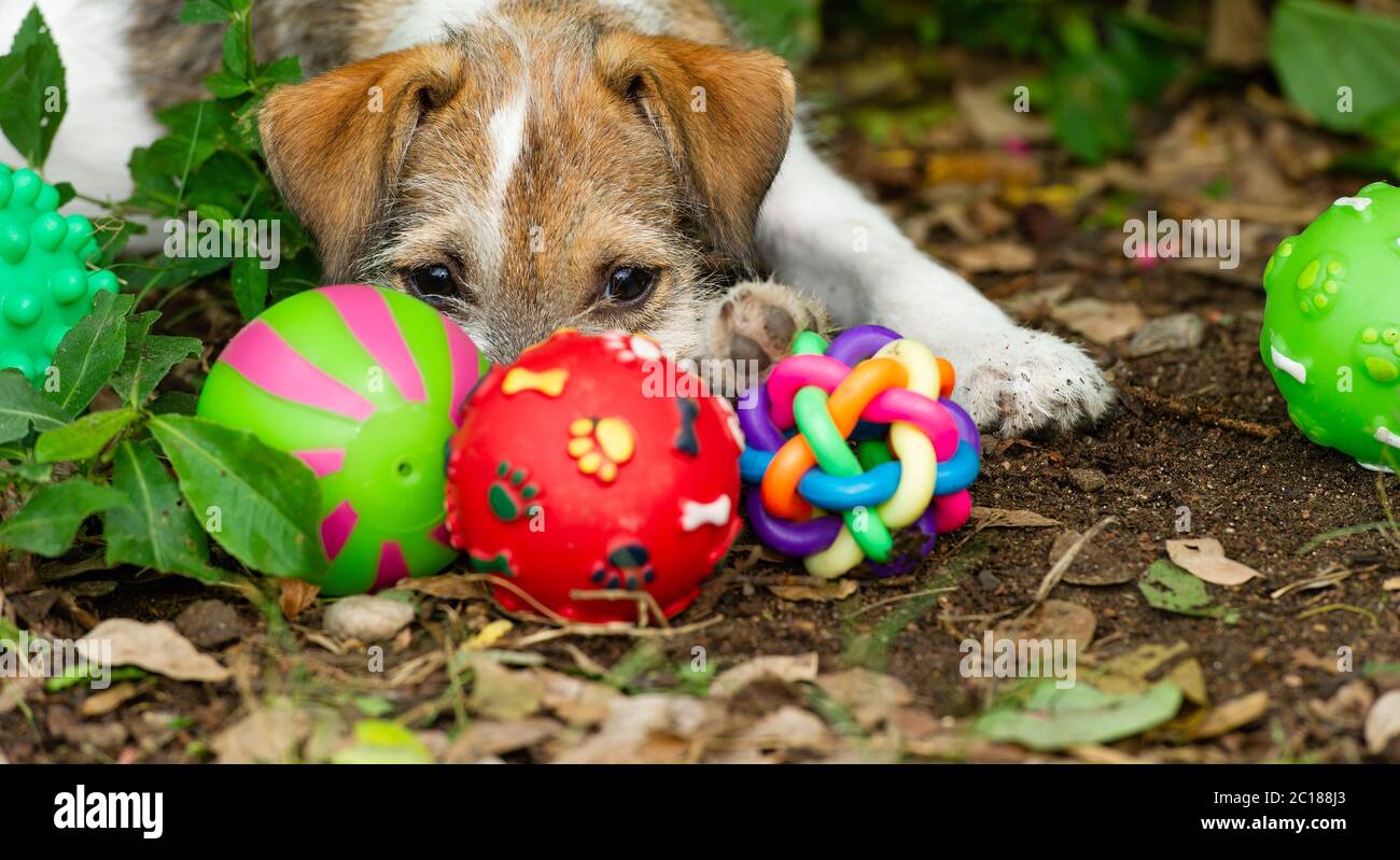 Un chien de chiot joue avec ses jouets à l'extérieur Banque D'Images