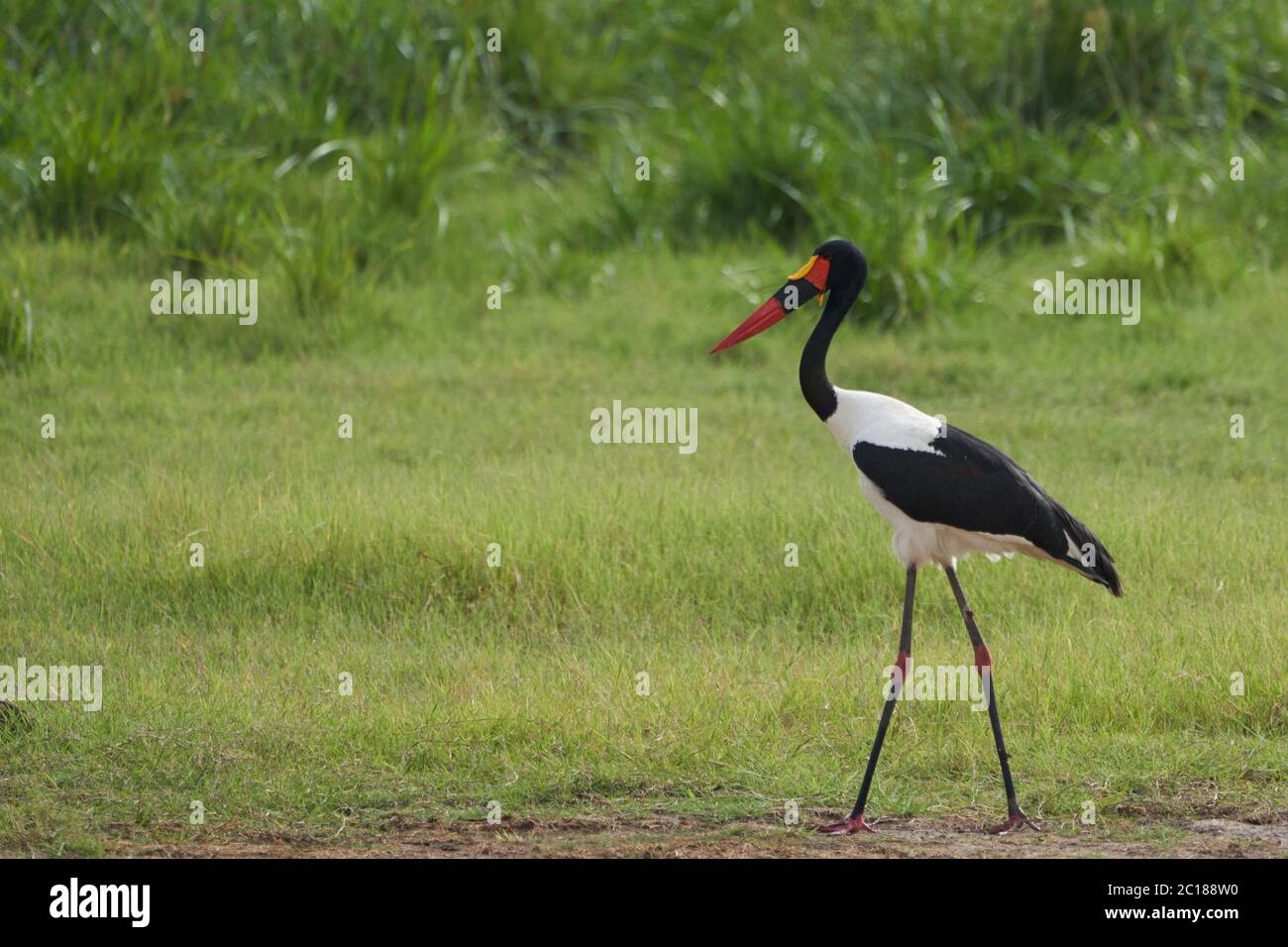 Ephippiorhynchus senegalensis Ciconiidae Banque D'Images