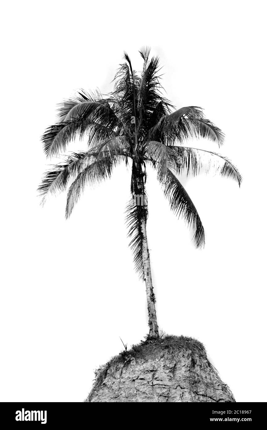 coco palm Banque D'Images