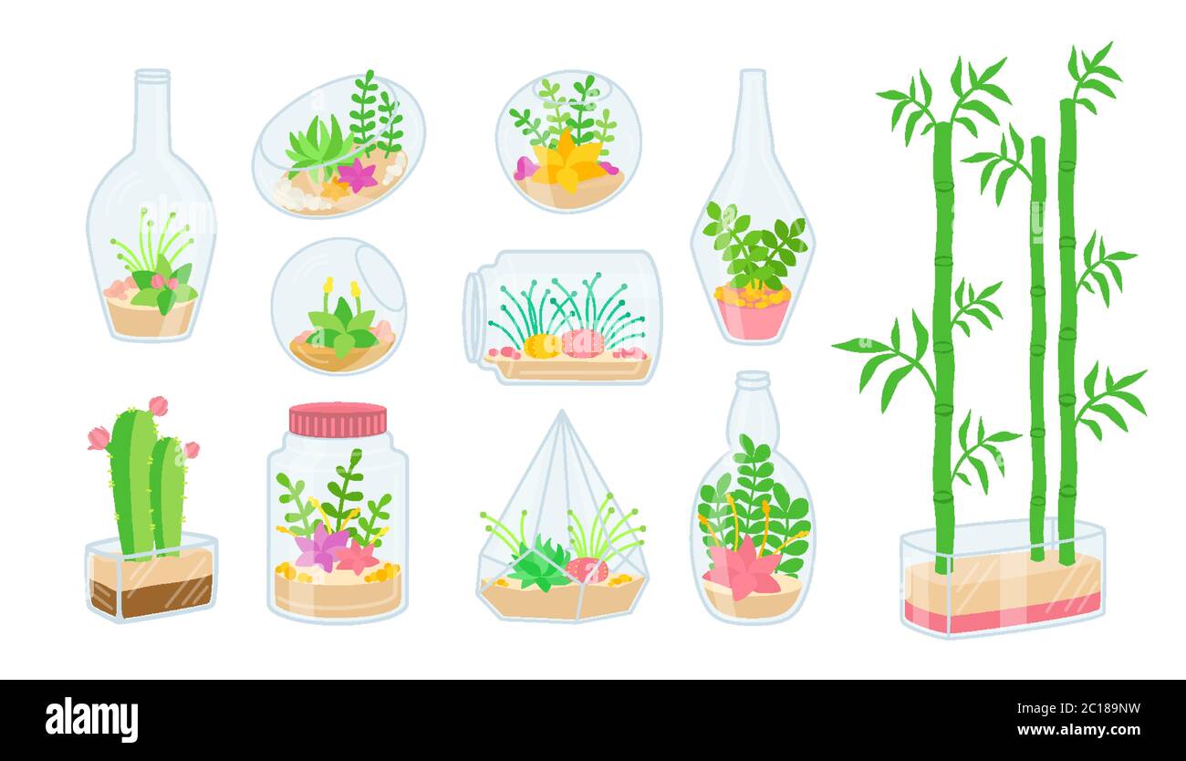 Plante et succulent dans un aquarium en verre plat. Maison de dessin animé, fleur intérieure. Plantes de maison décoratives, cactus, bambou. Collection de décoration tendance, intérieur de bureau mignon. Illustration vectorielle isolée Illustration de Vecteur