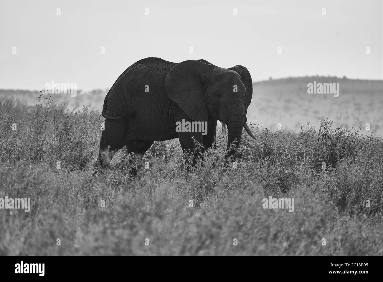 Éléphant Big Tucker énorme Amboseli - Big Five Safari - bébé éléphant de brousse africain Loxodonta africana Banque D'Images