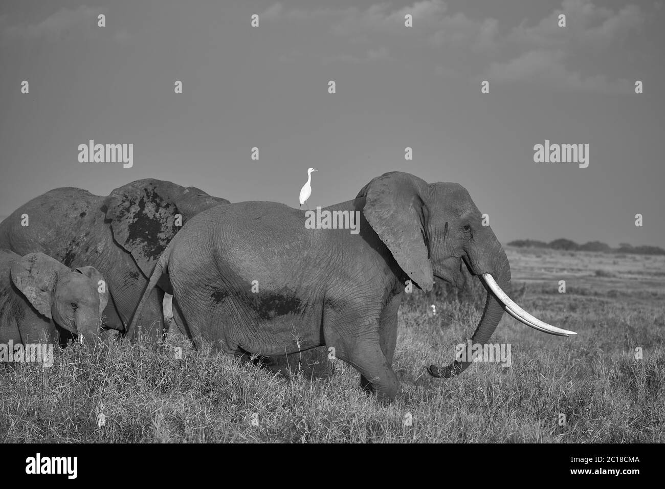 Elephant Group Amboseli - Big Five Safari -Herons éléphant de brousse africain Loxodonta africana avec héron blanc Banque D'Images