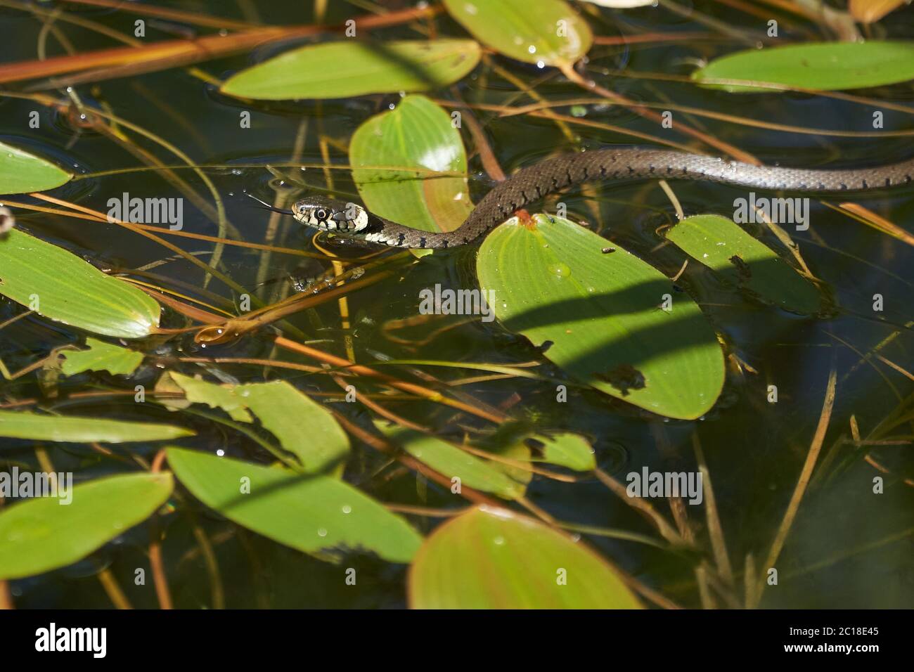 Serpent gras dans le portrait du lac Natrix Natrix Banque D'Images