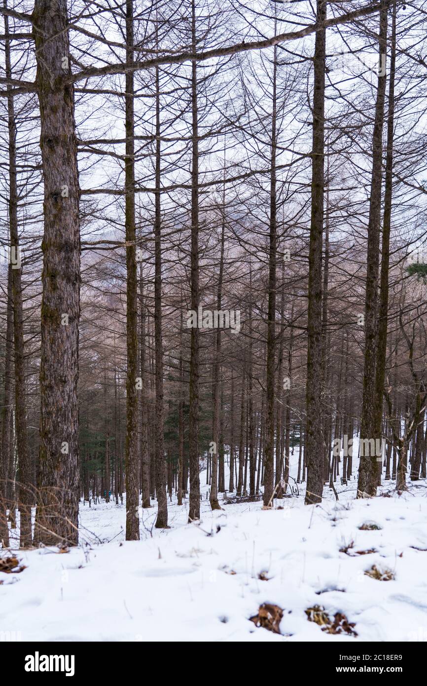 Grand três dans une forêt avec un sol enneigé en hiver. Banque D'Images