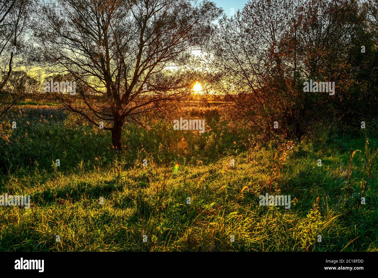 Rayons d'automne du soleil sur l'herbe dans la prairie à l'aube Banque D'Images