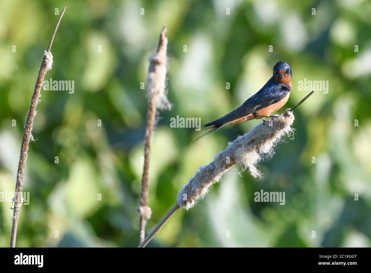 Hirondelle de grange - Hirundo rustica - perché sur un chautet ( Typha ) Banque D'Images