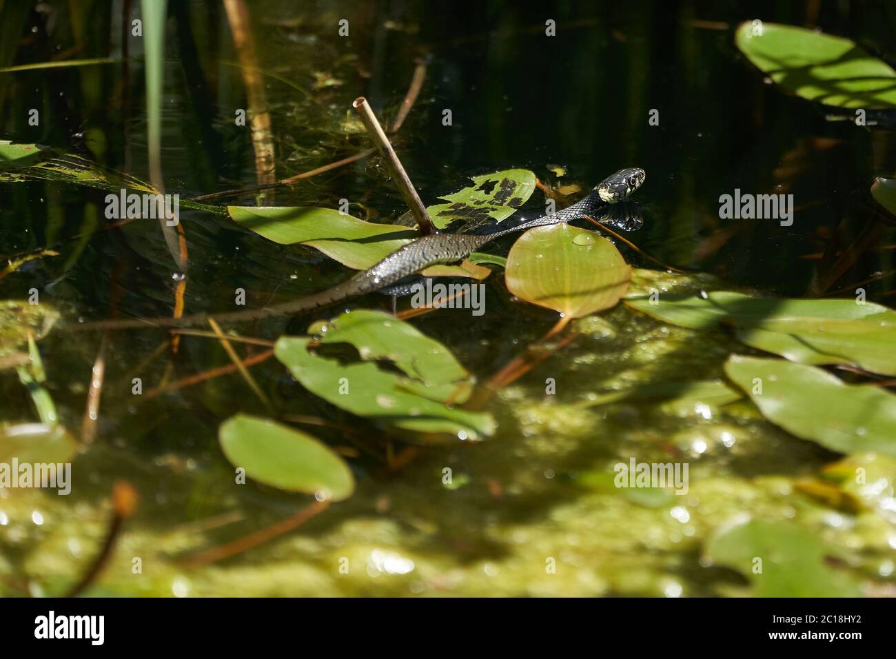 Serpent gras dans le portrait du lac Natrix Natrix Banque D'Images