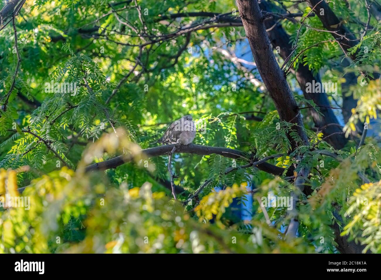 Petite colombe grise ou pigeon perché dans un arbre vert Banque D'Images