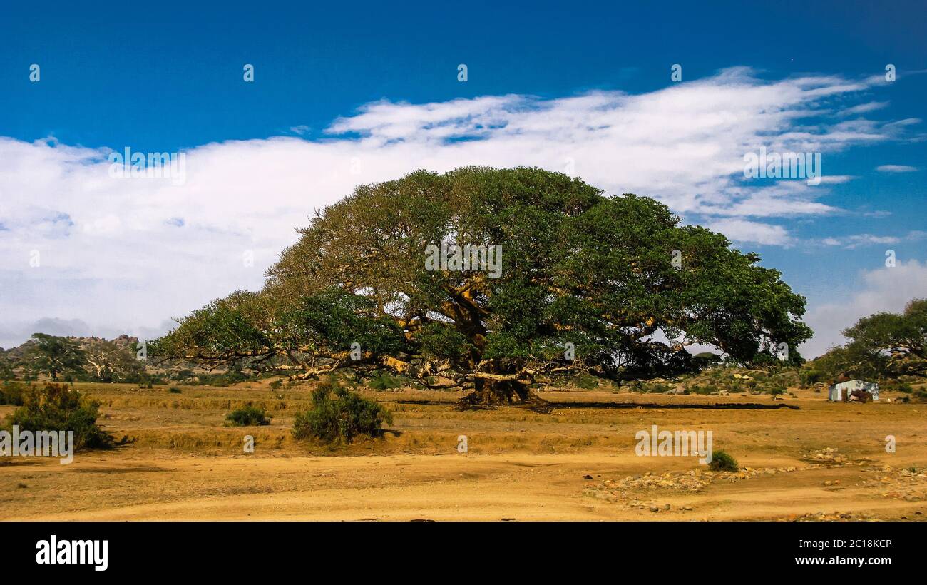 Le Heroic Ficus Daaro Sycamore, Segheneyti, symbole de l'Érythrée Banque D'Images