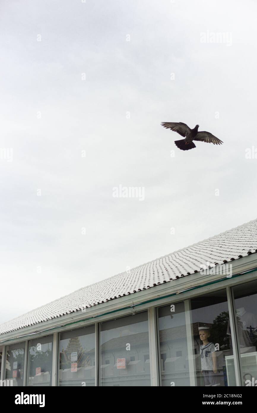 Un oiseau volait sur la maison dans le centre-ville de Bangkok, en Thaïlande Banque D'Images