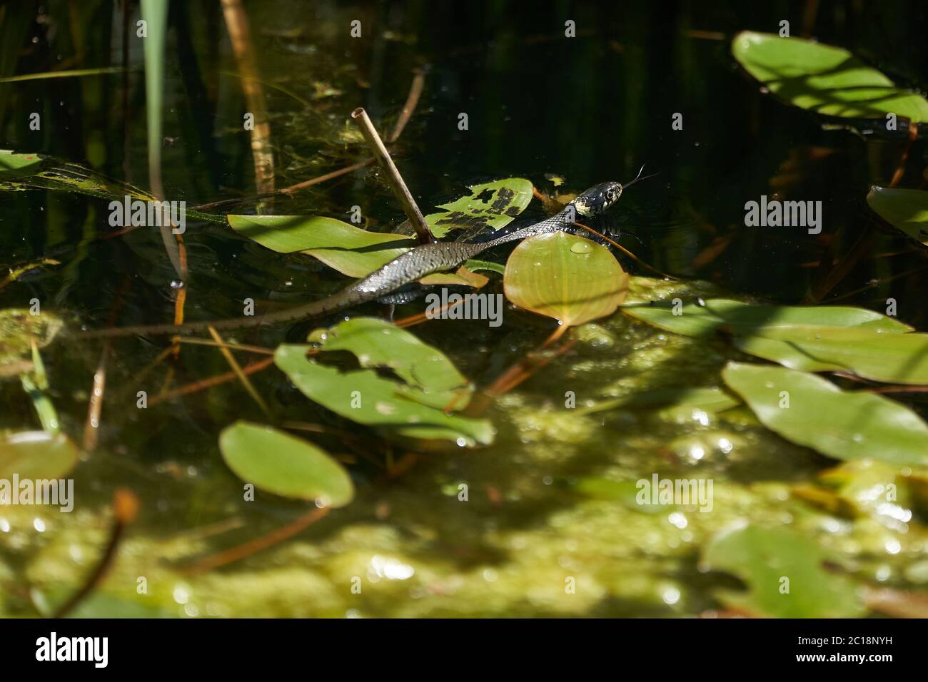 Serpent gras dans le portrait du lac Natrix Natrix Banque D'Images