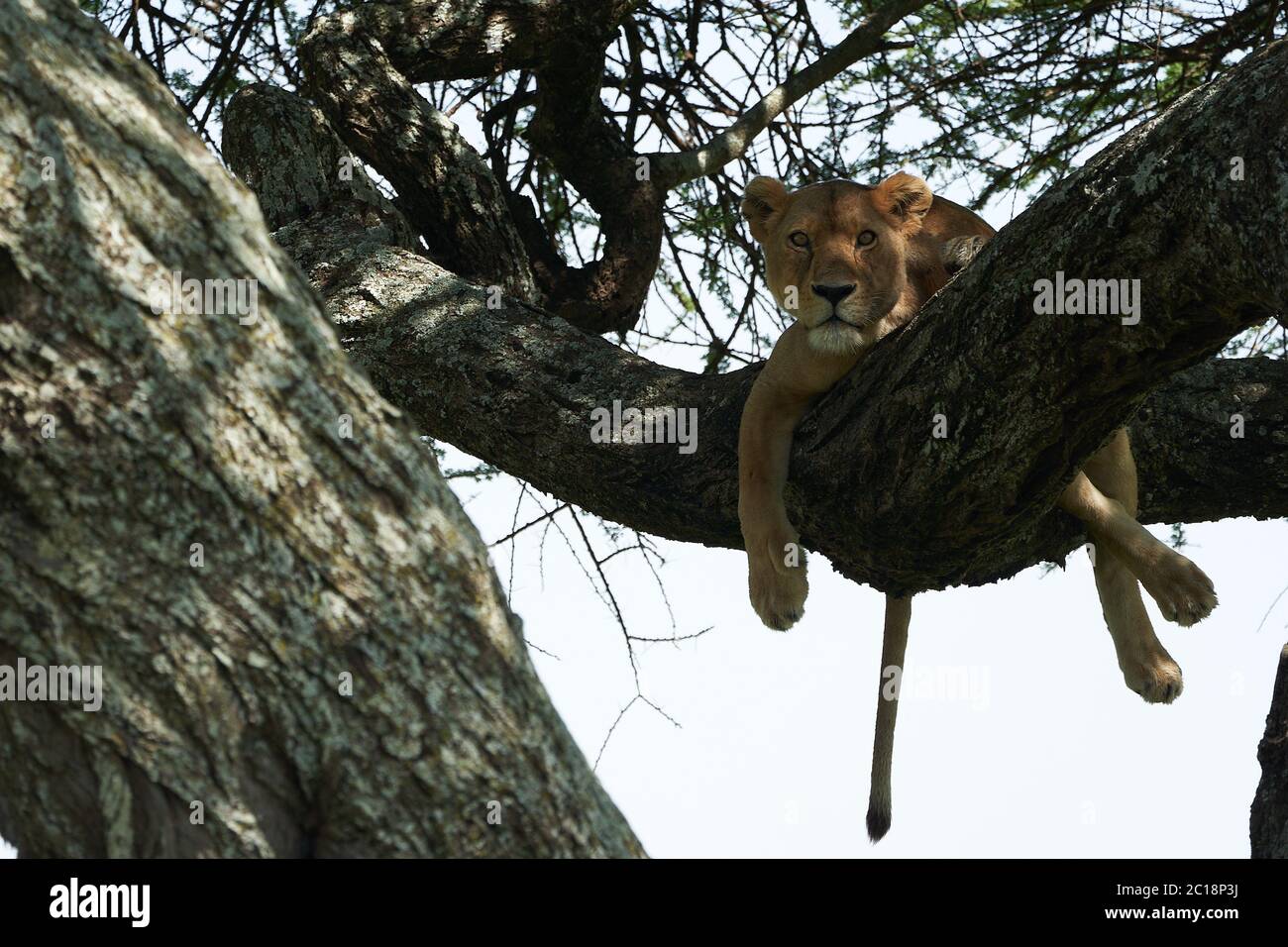 Arbre grimpant Serengeti - Lion Safari Portrait Banque D'Images