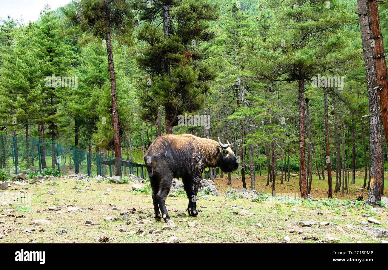 Portrait de takin, chèvre-vache, animal symbole de Bhoutan Banque D'Images