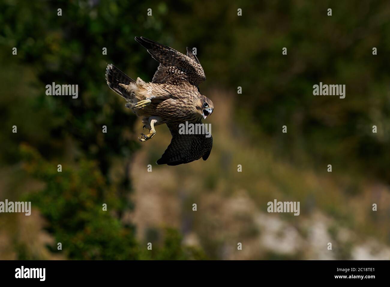 faucons pèlerins juvéniles dans son habitat naturel à Stevns Klint, Danemark Banque D'Images