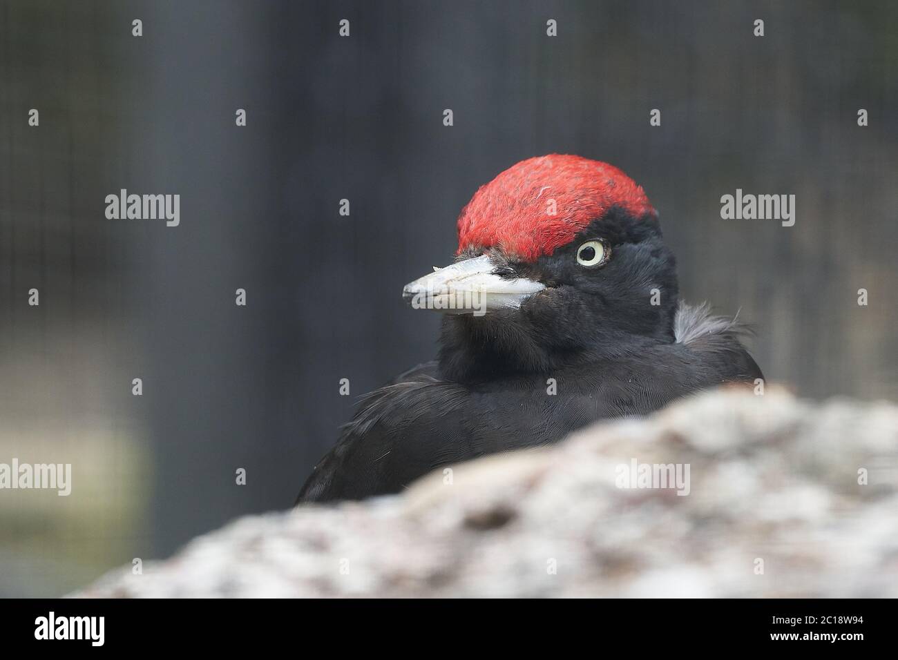 Pic noir Dryocopus martius Picidae Portrait Fermer Banque D'Images