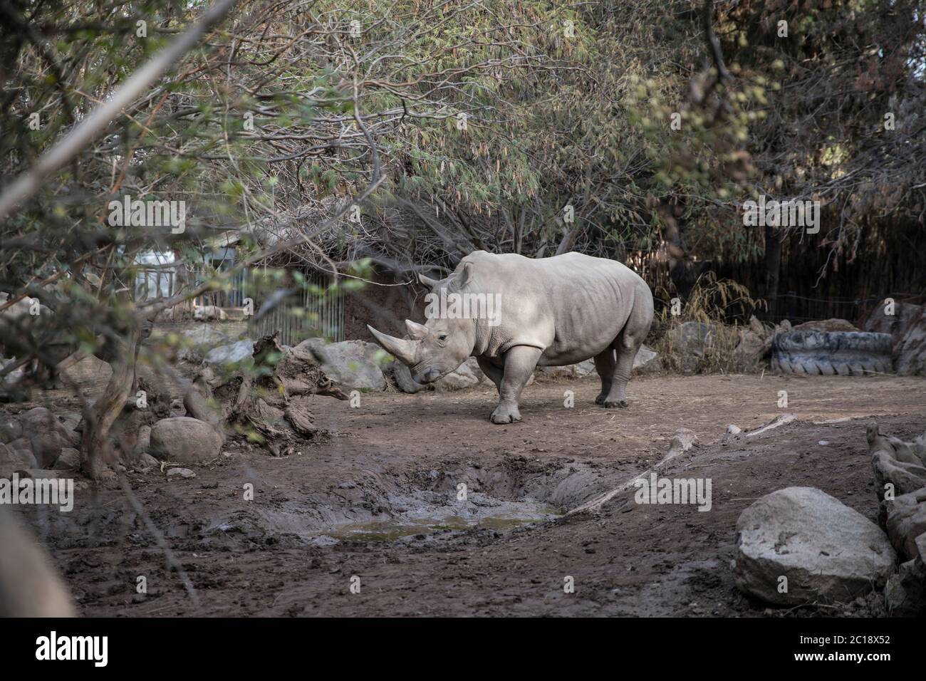 rhinocéros blanc entouré d'arbres Banque D'Images