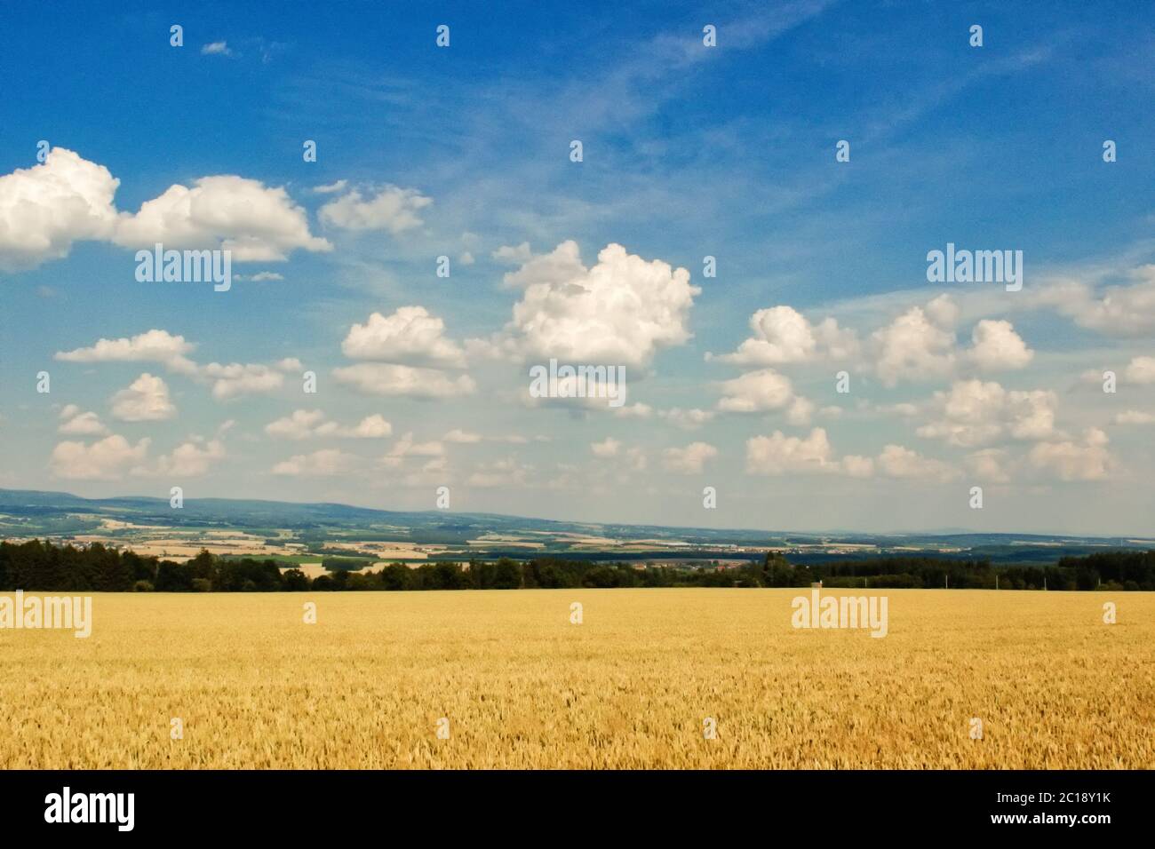 Beau paysage agricole montrant du blé mûr le jour ensoleillé d'été Banque D'Images